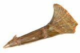 Fossil Sawfish (Onchopristis) Rostral Barb - Morocco #145608-1